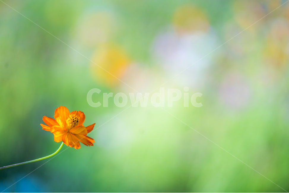 꽃,코스모스,황화코스모스,가을,Cosmos,가을,계절,fall,autumn,season,식물,자연,plants,nature,꽃,flower,감성,sensible,feeling,색깔,색상,색채,색감,color sense,color sensitivity,feeling of color,blossom,anemone,아네모네,plant,anther,꽃밥