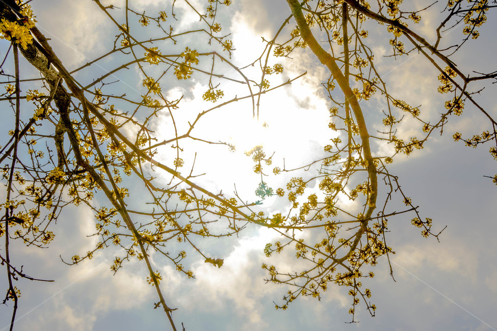 봄,산수유,노란꽃,꽃,하늘,나무,노란빛,노란색,봄꽃,봄,계절,spring,season,식물,자연,plants,nature,꽃,flower,light,빛,flare,플레어,sunlight,햇빛