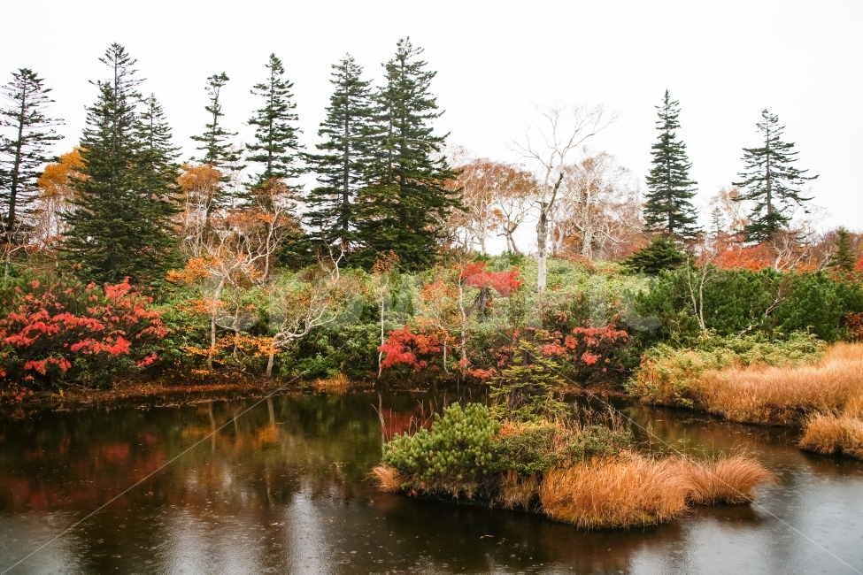 가을,단풍,호수,나무,물,빨강색,노랑색,초록색,비,가을비,반영,가을,계절,fall,autumn,season,자연,풍경,nature,landscape,tree,plant,식물,fir,전나무