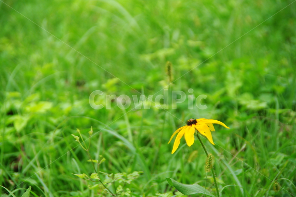 꽃,flower,식물,풀밭,자연,식물,자연,plants,nature,꽃,flower