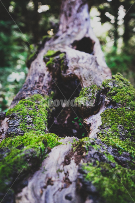 옹이,나무,이끼,오래된,식물,식물,자연,plants,nature,나무,trees,wood