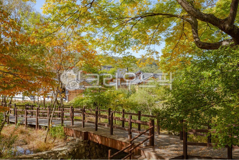 outdoors, 옥외, tree, 은평한옥마을, 한옥, 사진,이미지,일러스트,캘리그라피 - MiRaClePhoto작가