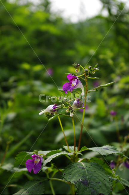 물봉선,꽃,flower,식물,plant,식물,자연,plants,nature,꽃,flower