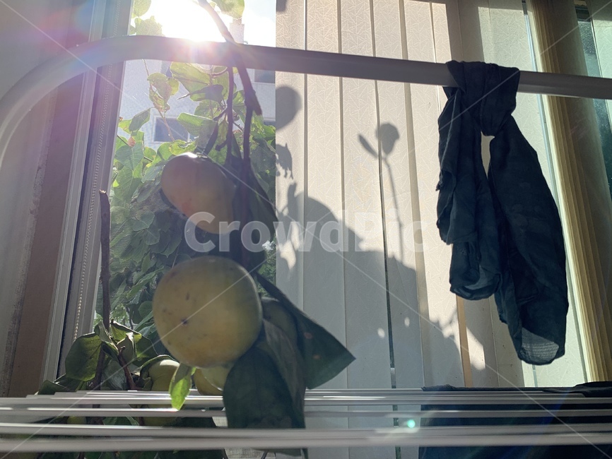 감,단감,가을,과일,제철과일,가을과일,fruit,과일,열매,fruit