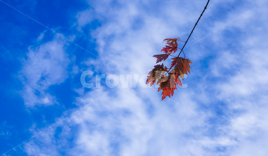 가을,단풍,나뭇잎,잎새,하늘,구름,가을,계절,fall,autumn,season,leaf,잎,plant,식물
