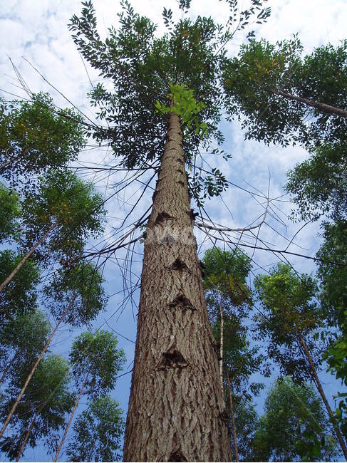 나무,하늘,tree,sky,자연,nature