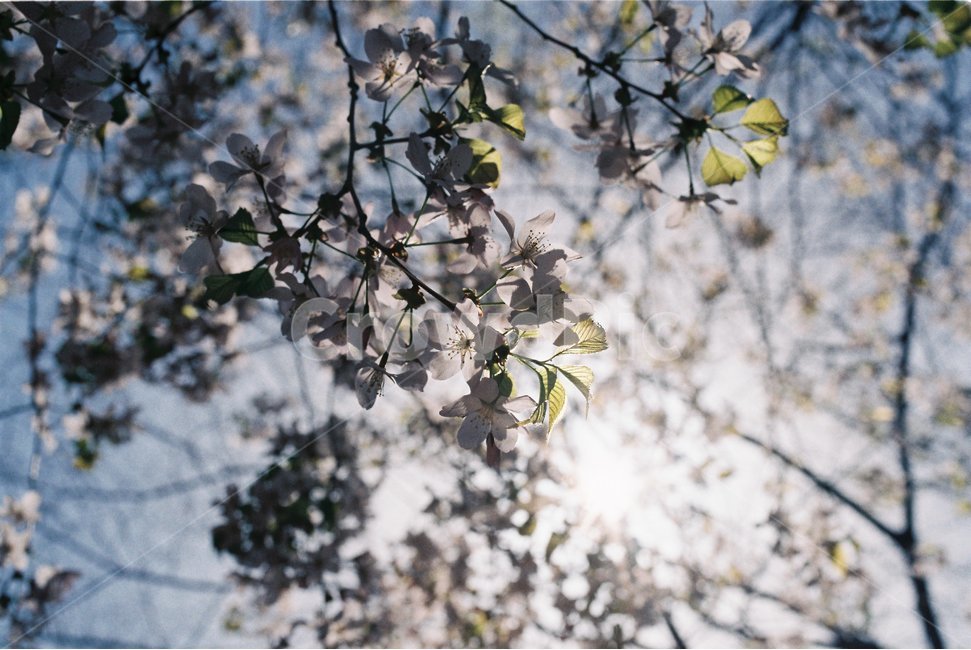 봄,벚꽃,봄꽃,꽃,꽃잎,봄사진,배경화면,바탕화면,봄배경,감성사진,감성,나무,자연,계절,cherryblossom,blossom,flower,floral,flora,beauty,beautiful,nature,natural,tree,white,petal,필름사진,봄,계절,spring,season,식물,자연,plants,nature,꽃,flower,휴식,힐링,rest,relaxation,healing,plant,leaf,잎