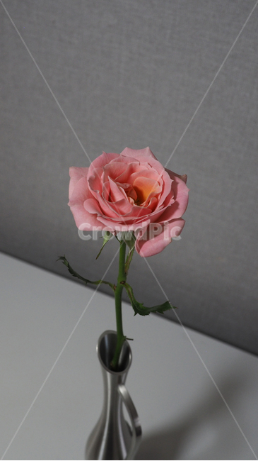 꽃,장미,분홍색,flower,rose,blossom,식물,자연,plants,nature,꽃,flower