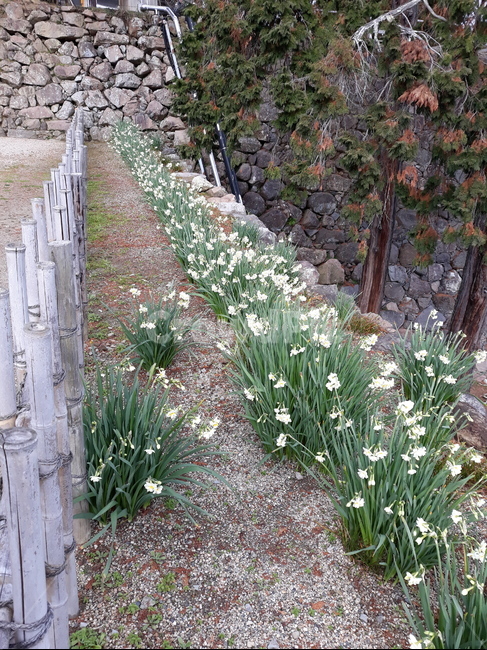 물망초,화단,돌담,일본,마쯔에성,식물,자연,plants,nature
