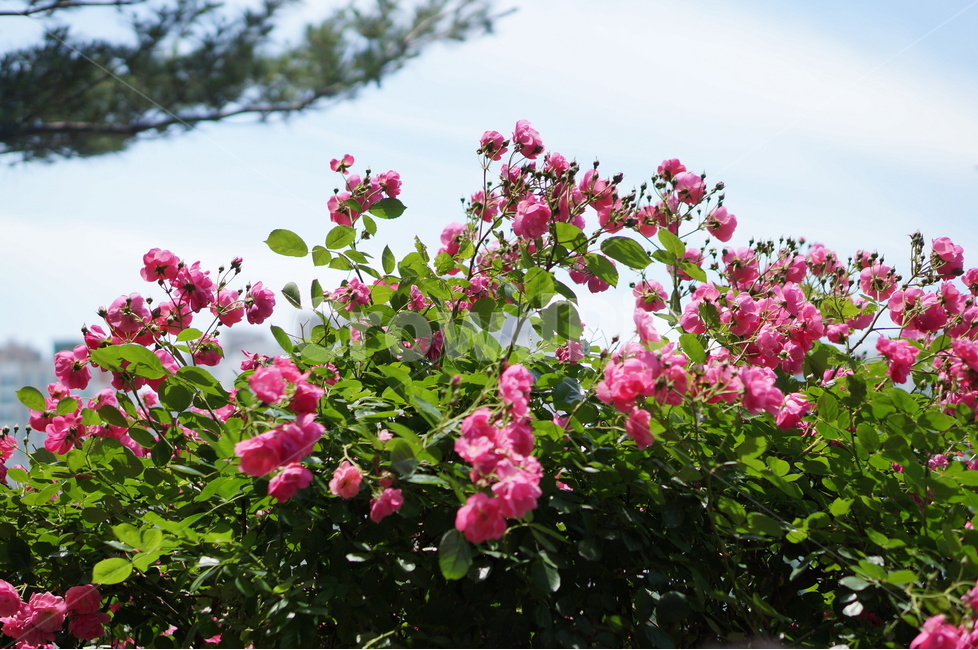 장미꽃,장미,핑크,풍경,5월,맑음,빛,식물,자연,plants,nature,꽃,flower