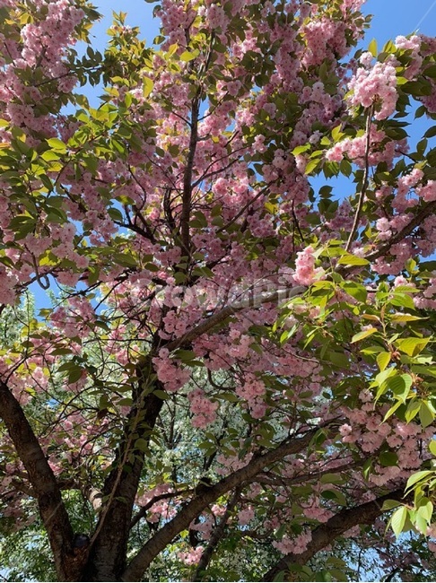 봄,겹벚꽃,벚꽃,plant,식물,flower,꽃,분홍꽃,blossom,봄,계절,spring,season,꽃,flower