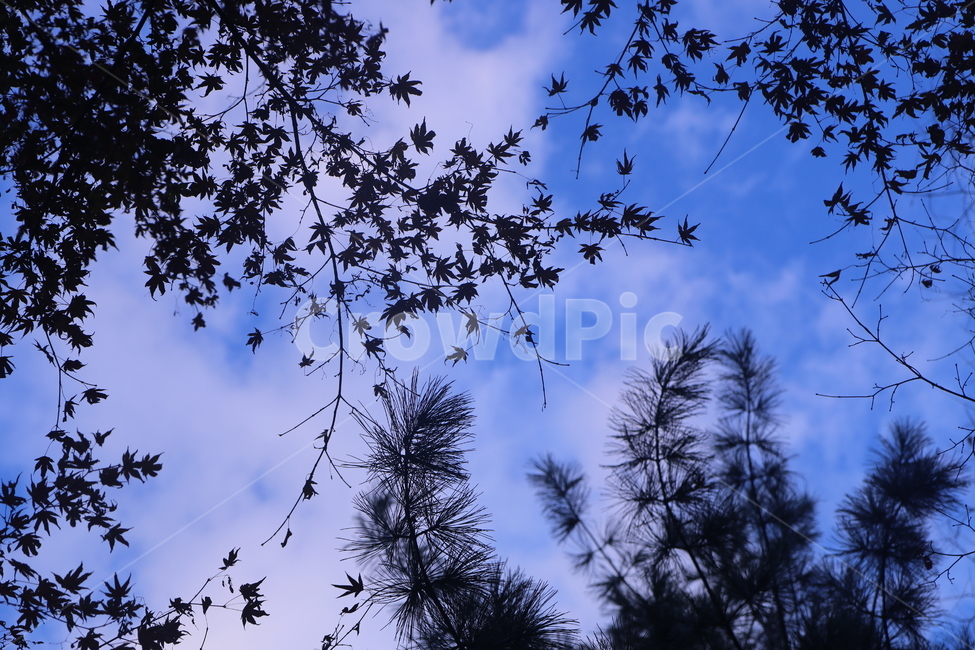 푸른,하늘,구름,단풍잎,솔잎,bluesky,mapleleaf