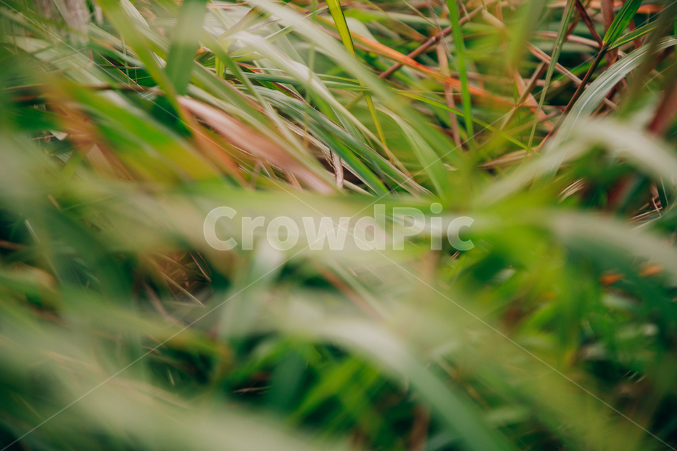 갈대,가을,식물,자연,초록,억새,가을,계절,fall,autumn,season,식물,자연,plants,nature