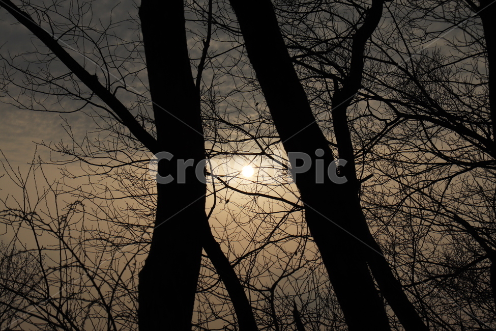 분위기,어두움,나무,빛,흑백,식물,자연,plants,nature,나무,trees,wood,실루엣,그림자,silhouette,shadow
