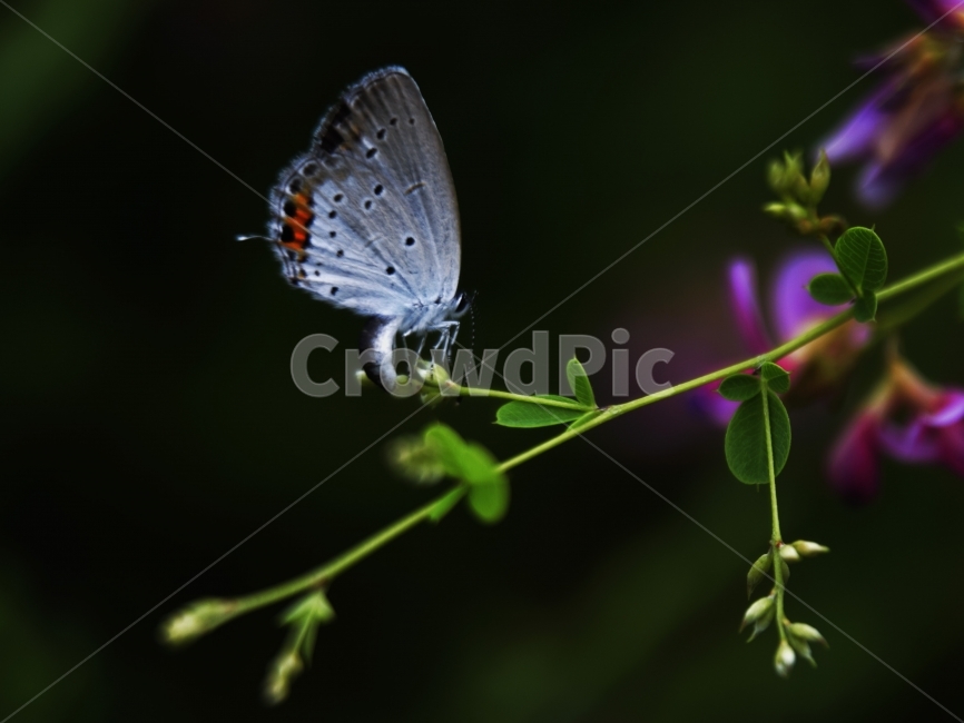 나비,꽃,꽃몽우리,자연,날개,잎,점박이,생명,꽃과대화,Butterfly,flower,Afloweringcherry,nature,leaf,wing,Blackspot,Life,식물,자연,plants,nature,동물,animal,곤충,벌레,insect,bug