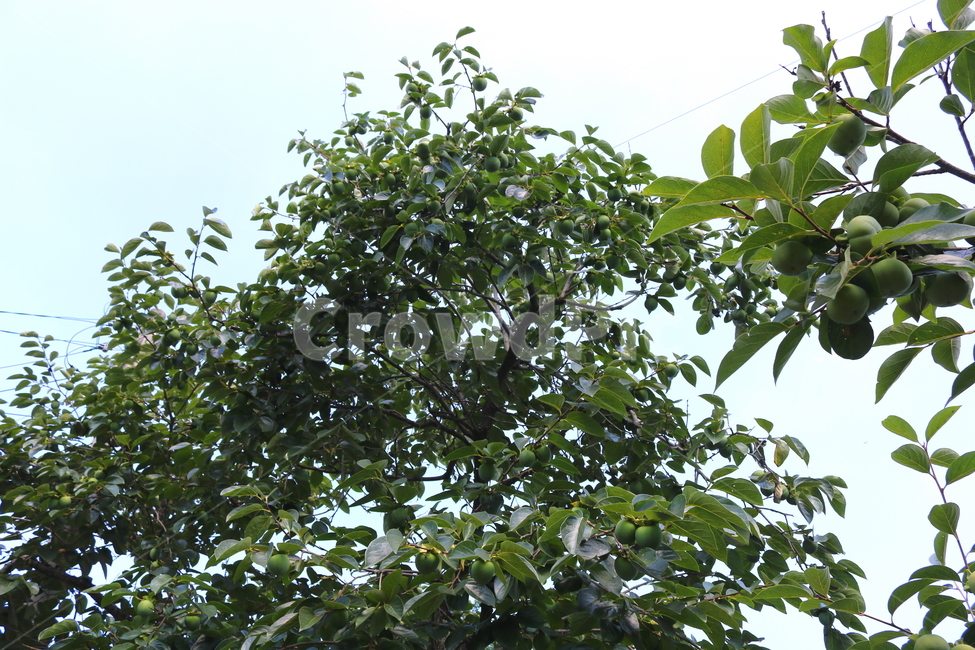 감,나무,감나무,식물,과일,열매,자연,식물,자연,plants,nature