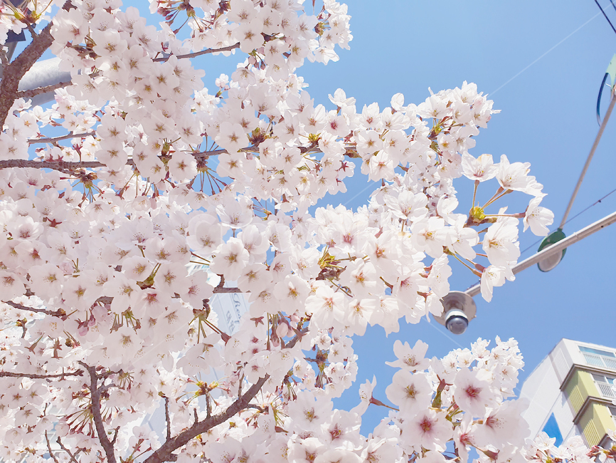 blossom,cherryblossom,식물,flower,plant,꽃,벚꽃,하늘,야외,자연,봄,계절,spring,season