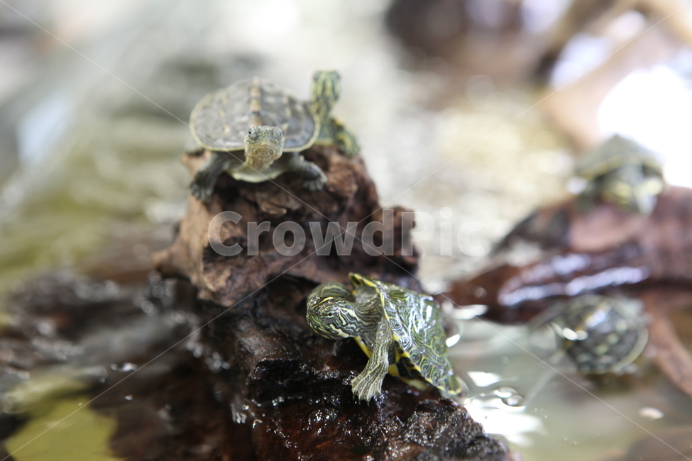 animal,동물,boxturtle,상자거북,sealife,해양생물,turtle,터틀,자라,파충류,양서류,reptile,amphibian