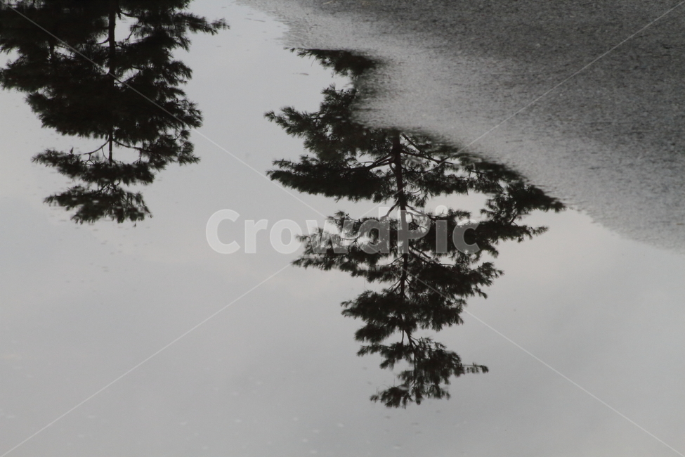 그림자,반영,소나무,물,pine,나무,trees,wood