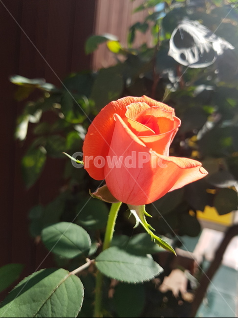 장미,주황색장미,들장미,화단장미,화려한,꽃,flower