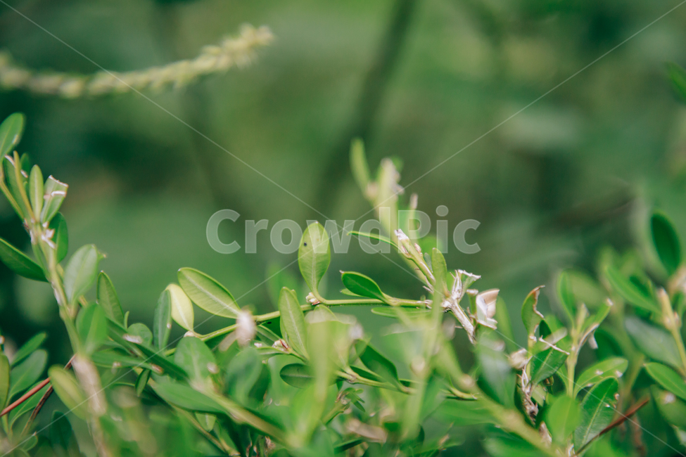 풀,자연,초록,식물,풀잎,잎,잎사귀,식물,자연,plants,nature,비,비오는날,rain,rainy