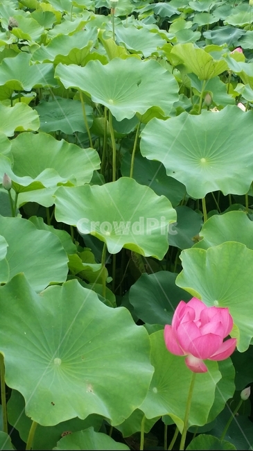 경주,연꽃,여름,핸드폰배경화면,자연