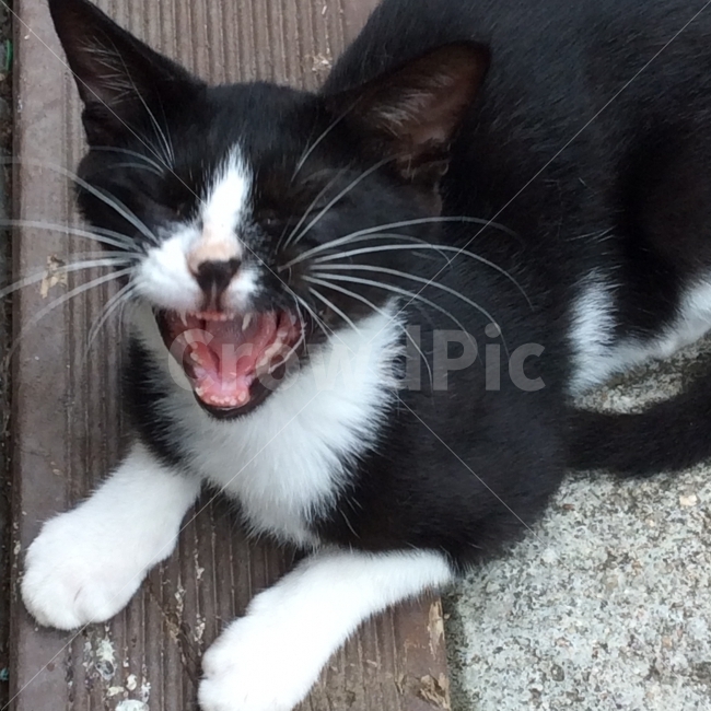 동물,고양이,길고양이,반려동물,캣맘,동물,animal,포유류,mammal,고양이,cat,kitten,kitty