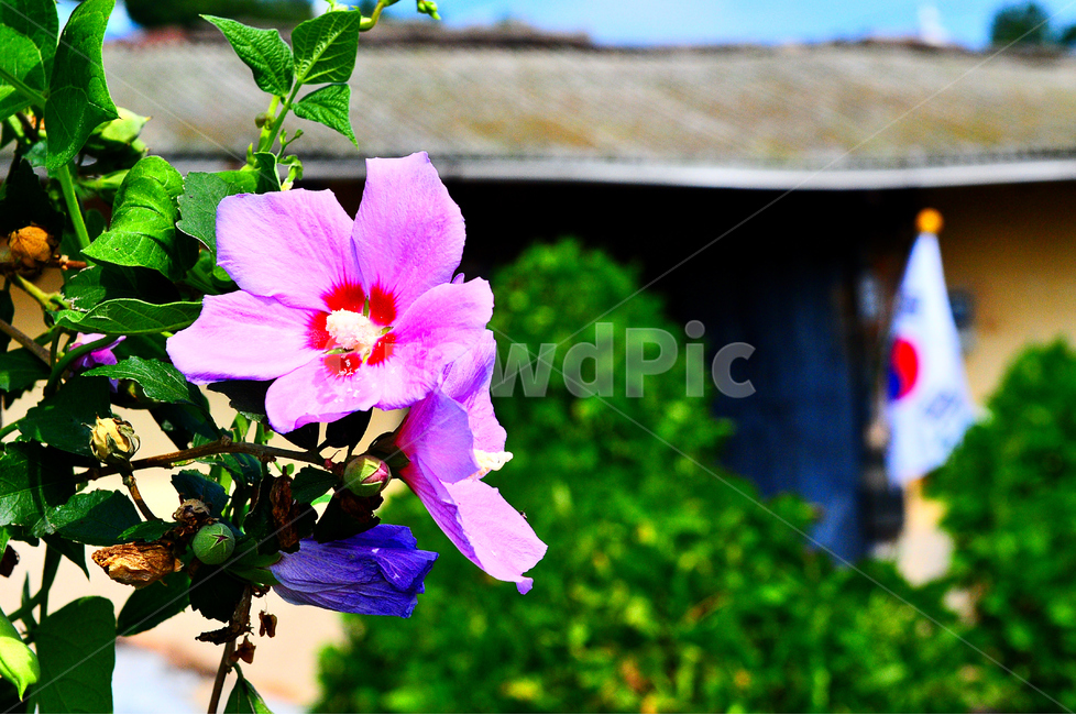 무궁화,꽃,우리나라,우리나라꽃,대한민국,식물,자연,plants,nature,꽃,flower