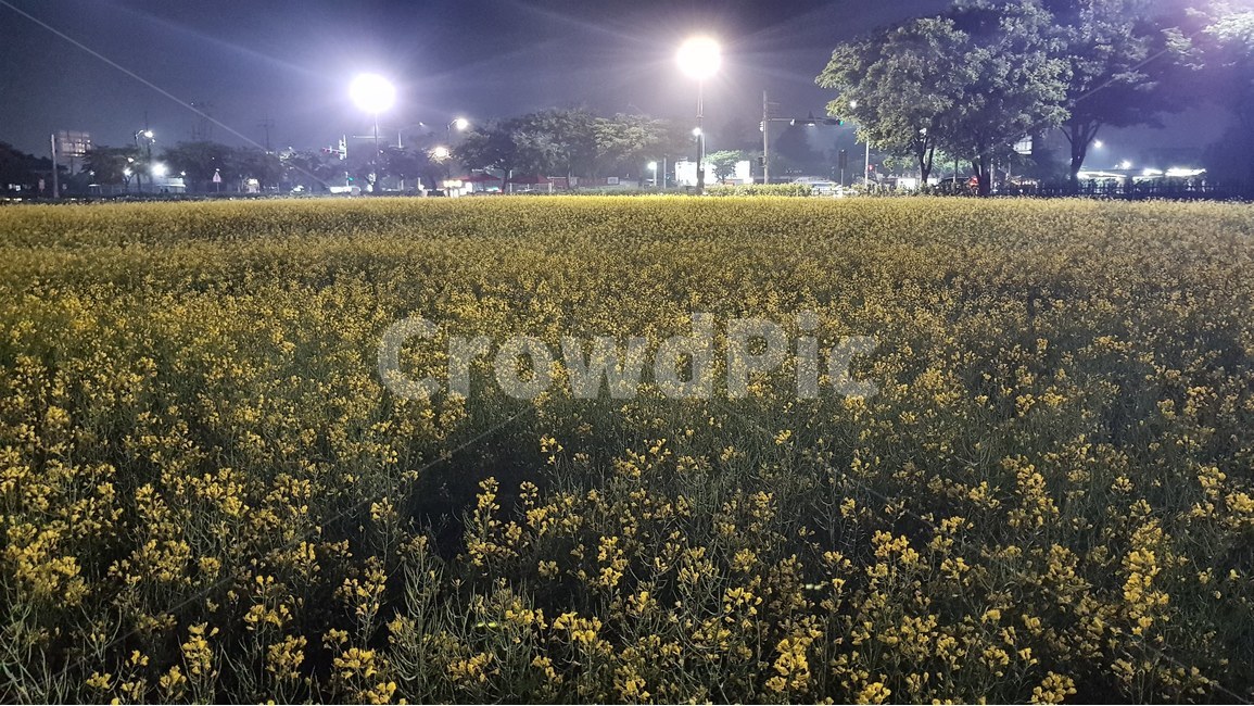 꽃,유채꽃,야경,불빛,정원,flower,봄,계절,spring,season,자연,풍경,nature,landscape,야경,밤,nightscape,night,grassland,목초지,outdoors,옥외,field,들,farm,농장,meadow,rural,농촌