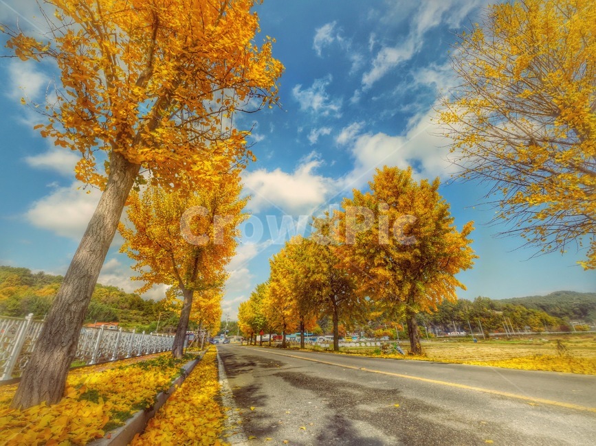 가을,단풍,은행,가로수길,가을단풍,경남,함안,가로수길단풍,가로수길은행,구름,맑음,도로,낙엽,노랑,노란,파랑,나무,가을,계절,fall,autumn,season,road,asphalt,아스팔트