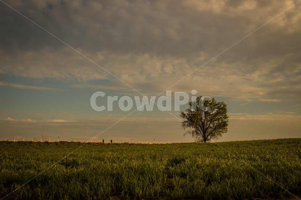 목초지,식물,plant,자연,들,나무,outdoors,옥외,grassland,안성,팜랜드agriculture,background,beautiful,cloud,countryside,day,environment,field,grass,green,landscape,lonely,meadow,morning,natural,nature,nobody,outdoor,rural,scene,scenic,season,sky,spring,summer,sunlight,sunny,tree,view,식물,자연,plants,nature,나무,trees,wood