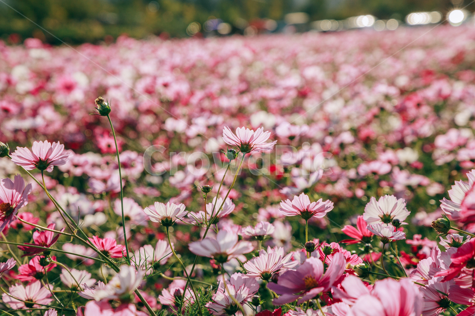 코스모스,꽃,자연,식물,가을,아름다운,commoncosmos,가을,계절,fall,autumn,season,식물,자연,plants,nature,꽃,flower,plant,daisy,데이지,daisies,blossom