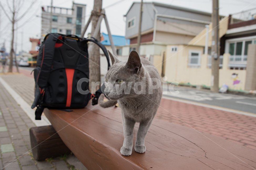 cat,고양이,러블,러시안블루,야옹이,길냥,길고양이,동물,animal,포유류,mammal,고양이,cat,kitten,kitty