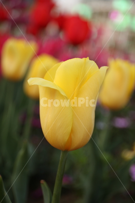 꽃,화훼,플라워,flower,flowergarden