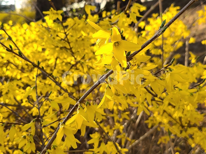 잎,개나리,봄,노랑,노란색,leaf,단풍,식물,나무,tree,햇빛,낮,잎파리,yellow,sunshine,spring,따뜻함,이쁨,이쁜,작은