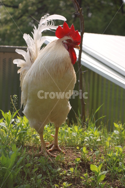 동물,닭,수탉,애완닭,동물농장,동물복지,animal,bird,chicken,동물,animal,조류,새,birds