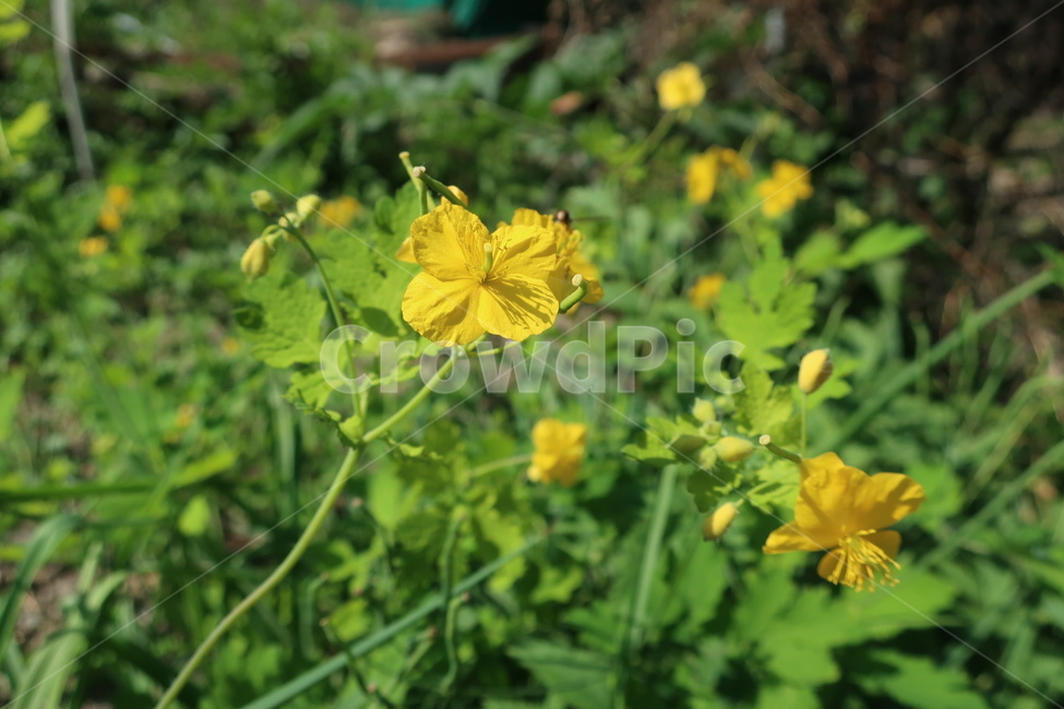 자연,애기똥풀,식물,꽃,야생화,flower