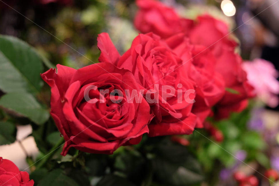 꽃,식물,장미,빨간장미,장미꽃,봄,계절,spring,season,식물,자연,plants,nature,꽃,flower,plant,blossom,rose