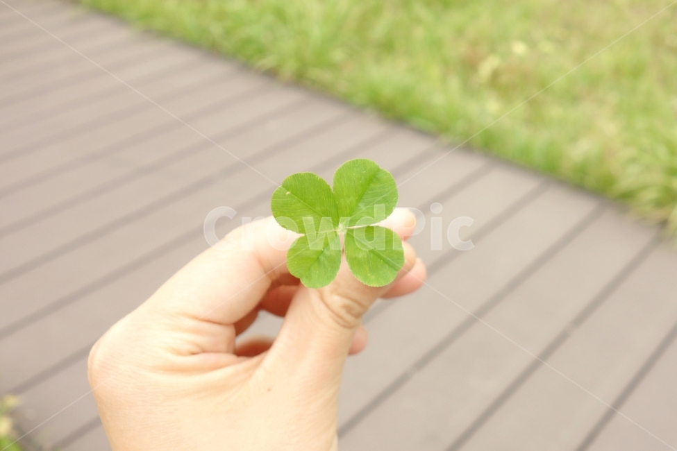 자연,손,감성사진,클로버,희망,네잎클로버,초록,green,hand,풍경,풍경사진,식물,자연,plants,nature