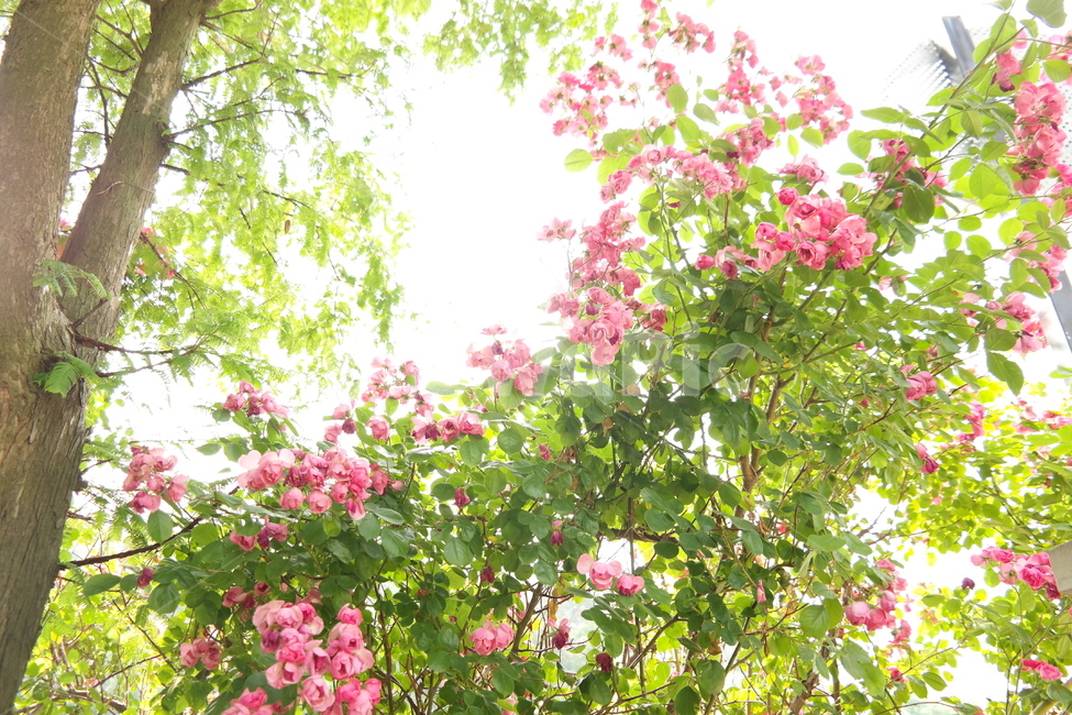 꽃,봄,분홍,햇살,풍경,사랑,계절,spring,season,식물,plants,nature,flower,감성