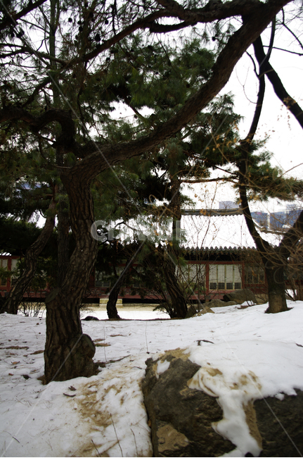 덕수궁,고궁,건축,전통건축,traditional,전통,기와지붕,겨울,winter,풍경,설경,눈,나무,식물,plant,겨울,계절,winter,season,한국전통,한국문화,korean traditional,korean culture