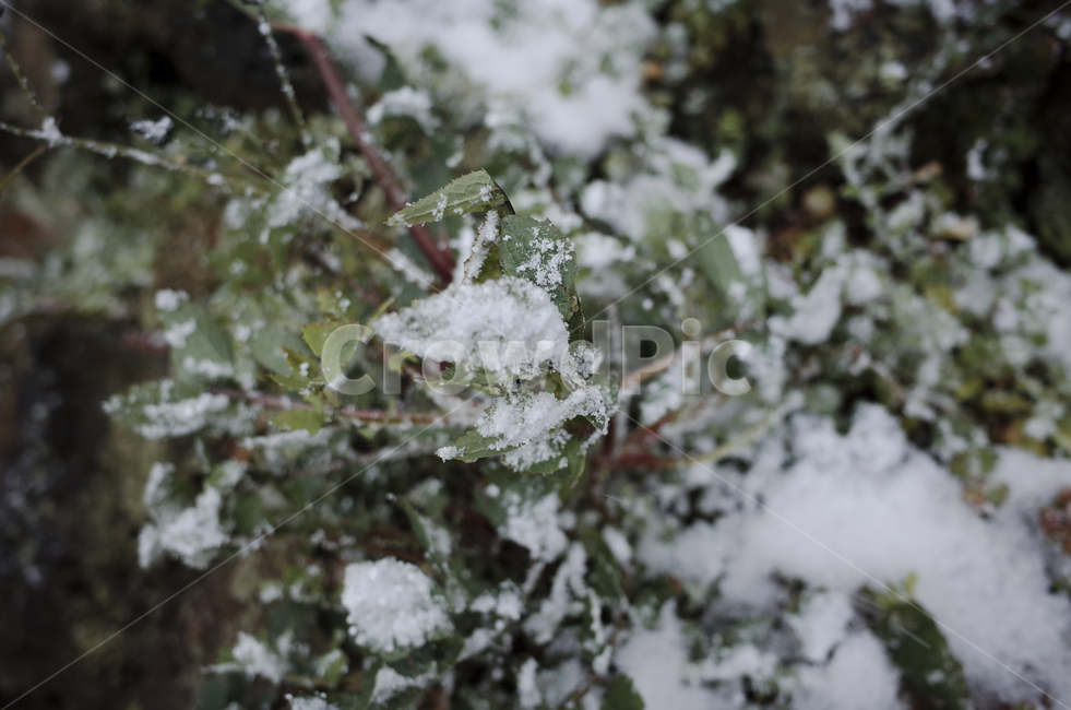 식물,plant,leaf,잎,green,초록,녹색,snow,눈,눈쌓인나무,눈쌓인나뭇잎,눈내린나무,눈내린나뭇잎,겨울,winter