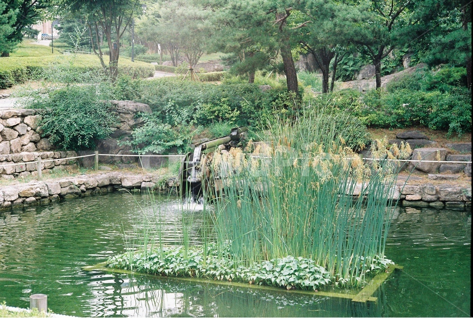 연못,부들,그린,한옥,초록,자연,풍경,nature,landscape,식물,plants,water,물,outdoors,옥외,land,땅
