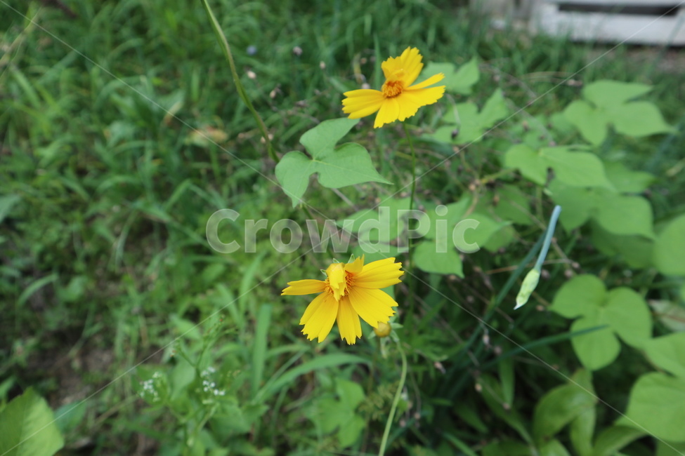 plant,식물,꽃,flower,blossom,식물,자연,plants,nature,꽃,flower
