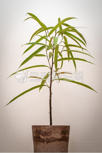 알리고무나무,고무나무,ficusmacleilandii,식물,plant,플랜테리어,화분,토분