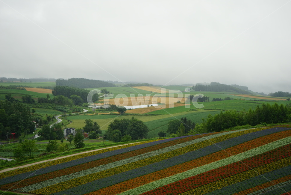 화훼농장,꽃밭,농촌,들판,정경,농원,자연,풍경,nature,landscape,outdoors,옥외,field,들