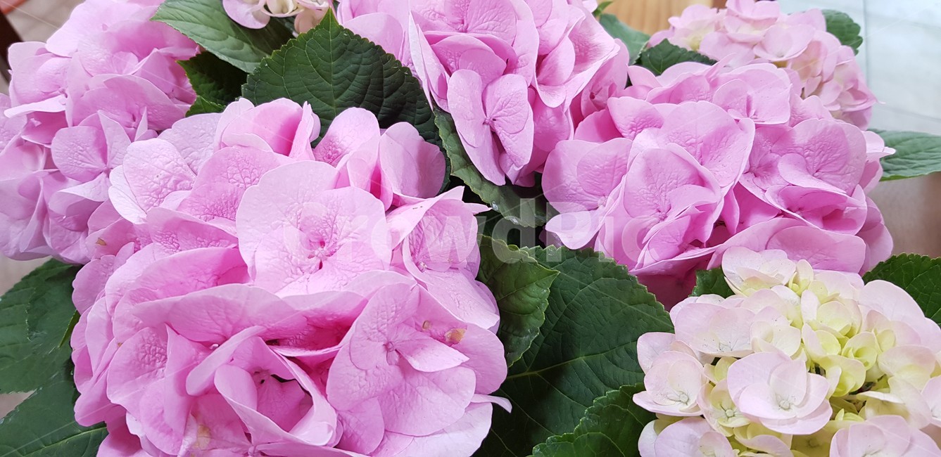 꽃,식물,꽃장식,화사함,확대,클로즈업,감성,연출,생기,생화,꽃다발,자연,색깔,색상,색채,기념일,축하,부케,웨딩,결혼,사랑,색감,flower,nature