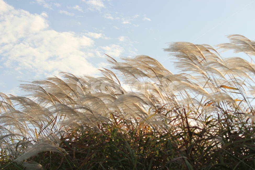 가을,억새숲,하늘,구름,바람,가을,계절,fall,autumn,season,식물,자연,plants,nature,grass,잔디,plant,lawn,reed,갈대