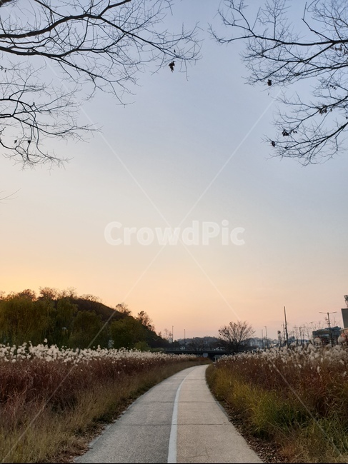 하늘,길,억새,가을,자연,노을,석양,저녁,오후,풍경,sky,road,sunset,afternoon,landscape,nature,flamegrass,grass,자연,풍경,nature,landscape,도로,asphalt,아스팔트,highway,고속도로,freeway,고속 도로