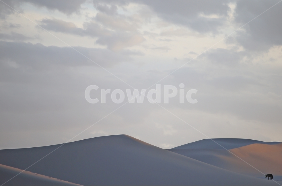 몽골,사막,모래언덕,고요,고비,말,고독,자연,풍경,nature,landscape,해외,외국,세계,foreign,oversea,world,세계자연풍경,해외자연풍경,외국자연풍경,world nature landscape,soil,흙,sand,모래,outdoors,옥외,dune,모래 언덕